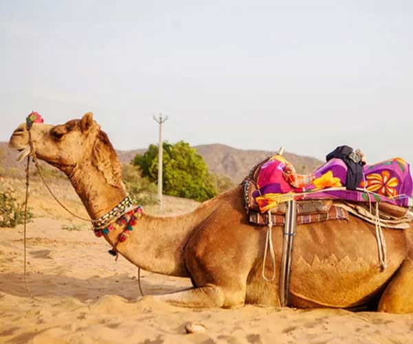 Jaisalmer Car Rental